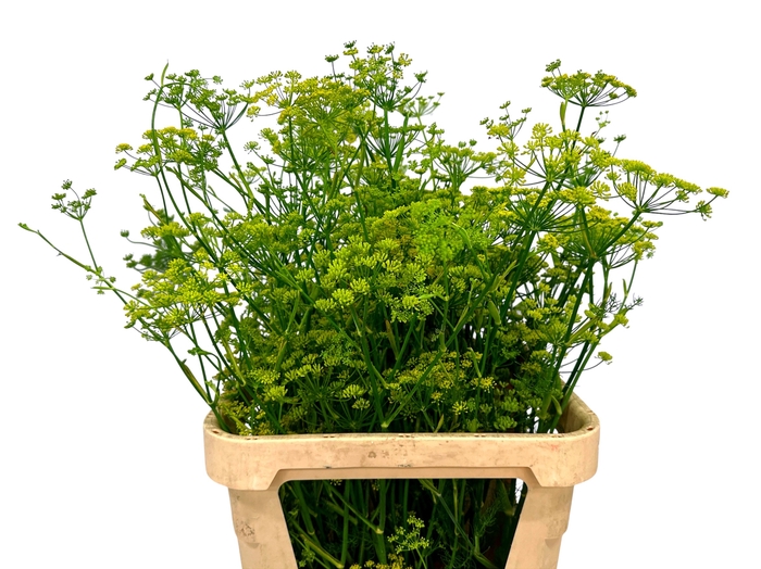 FOENICULUM VULGARE