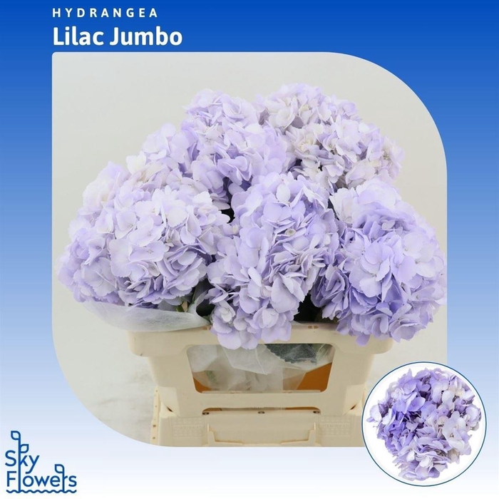 <h4>Hydrangea Lilac</h4>
