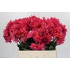 Dahlia Pink Punk