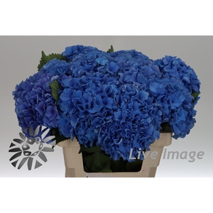 Hydrangea royal parade