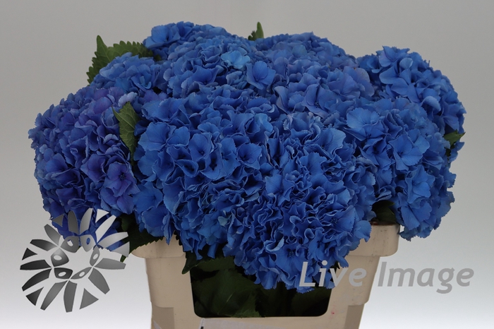 <h4>Hydrangea royal parade</h4>