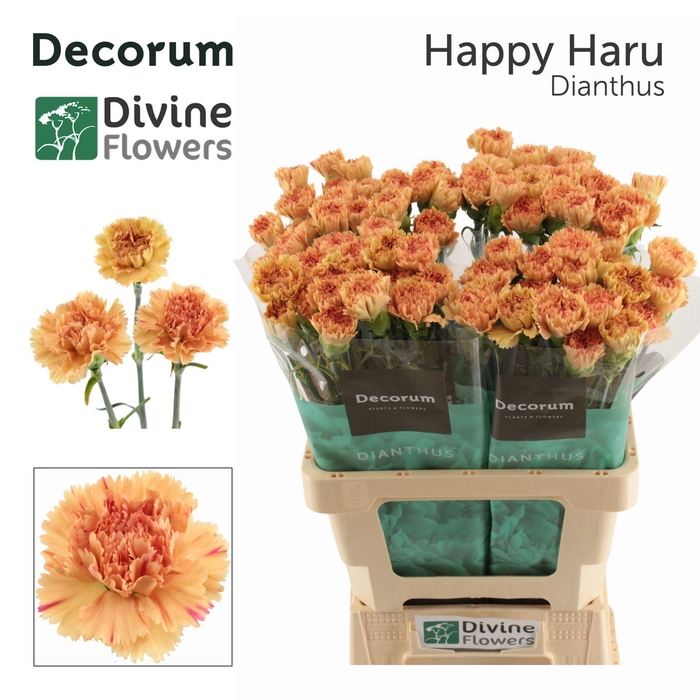 <h4>Dianthus ST 'Happy  Haru'</h4>