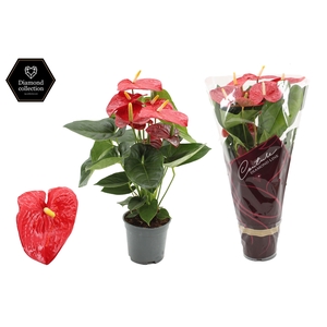Anthurium 17 cm Turenza in Couture Diamond sleeve
