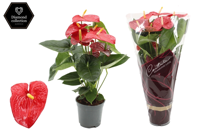 <h4>Anthurium 17 cm Turenza in Couture Diamond sleeve</h4>