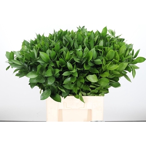 Ruscus
