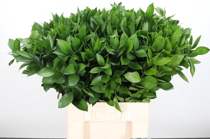 <h4>Ruscus</h4>