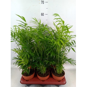 Chamaedorea elegans