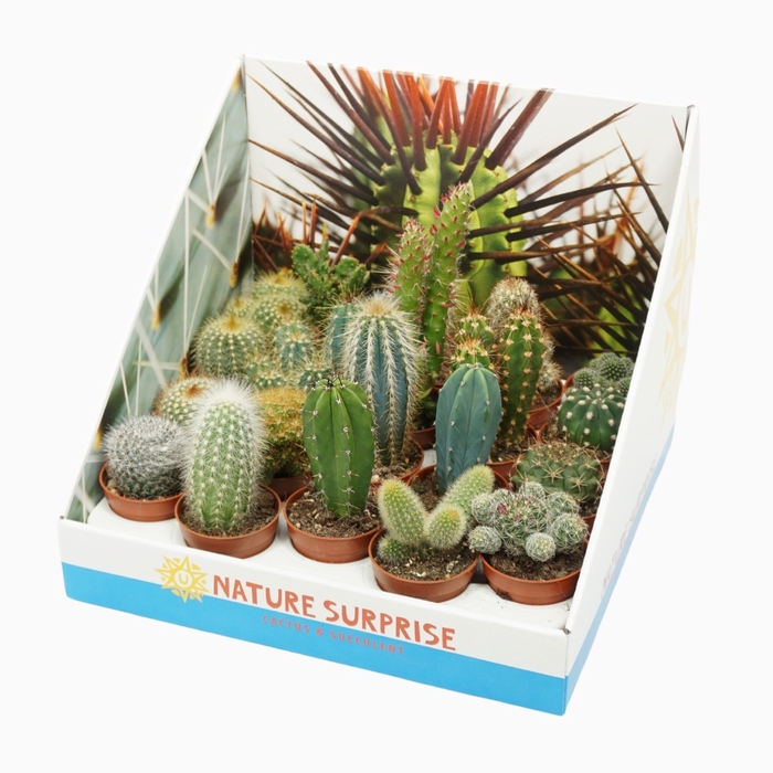 <h4>Cactus Mini Gemengd Showdoos</h4>