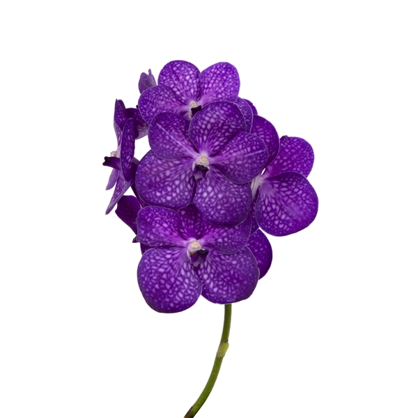 <h4>Vanda Bright Purple</h4>