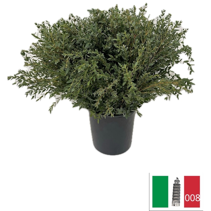 <h4>EUC PARVIFOLIA PB</h4>