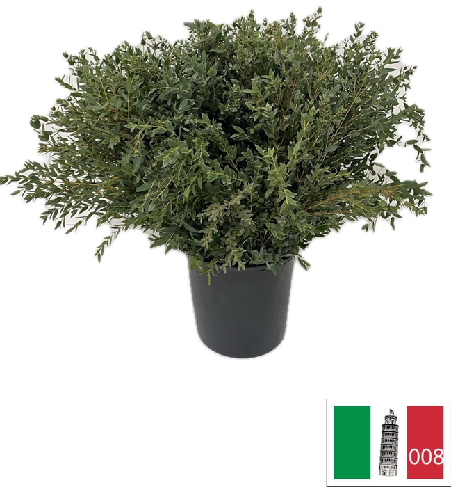 EUC PARVIFOLIA PB