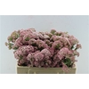 Ozoth Cooks Dark Pink