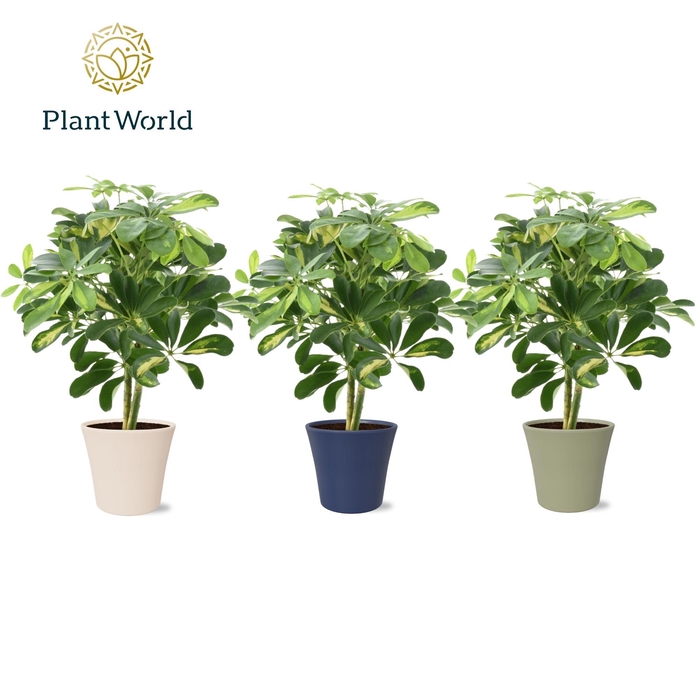 <h4>Schefflera Gold Capella op stam in Coco collectie Top Blend</h4>