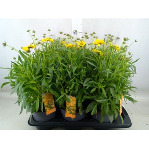 Coreopsis   ...