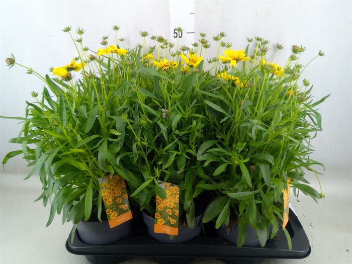 <h4>Coreopsis   ...</h4>
