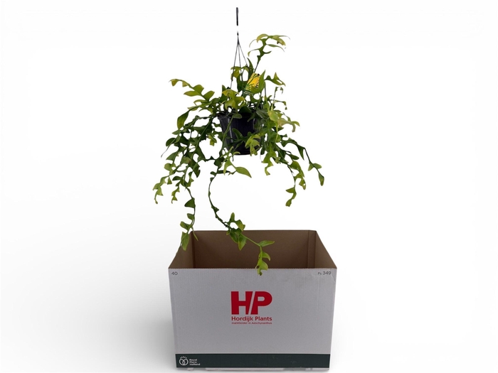 <h4>EPIPHYLLUM OV</h4>