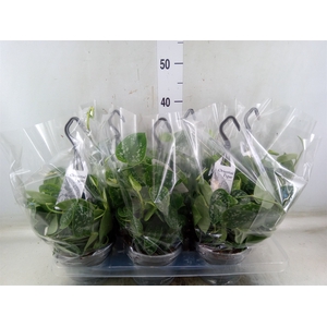 Scindapsus pictus 'Argyraeus'
