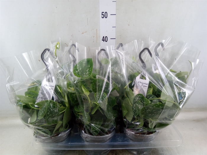 <h4>Scindapsus pictus 'Argyraeus'</h4>