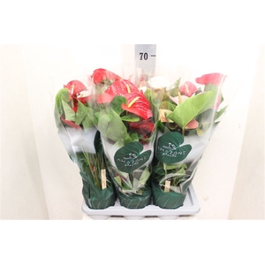 Anthurium Andreanum Grp gemengd 4 kleuren