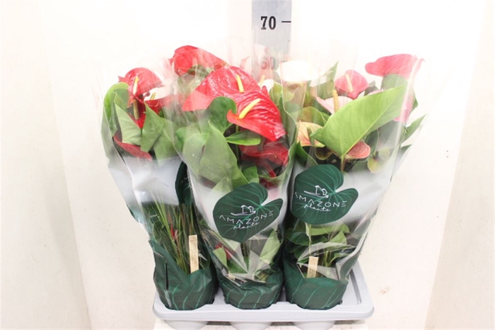 <h4>Anthurium Andreanum Grp gemengd 4 kleuren</h4>