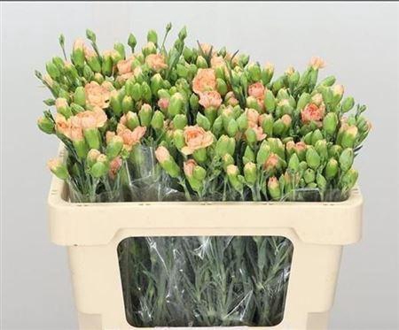 <h4>Di Tr Amelie</h4>