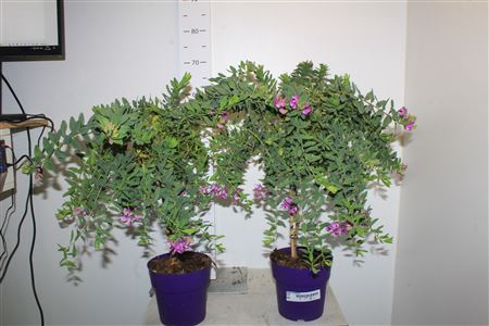 <h4>Polyga Myrtifolia</h4>