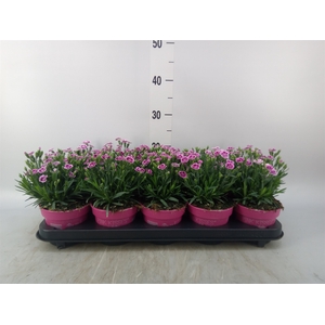 Dianthus  'Pink Kisses'