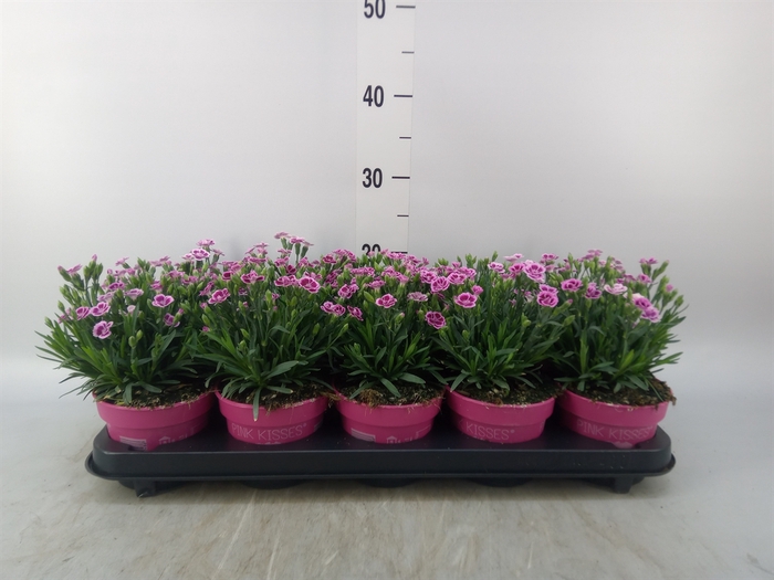 <h4>Dianthus  'Pink Kisses'</h4>