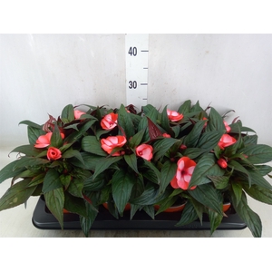 Impatiens NG 'ColPow Coral Flame'