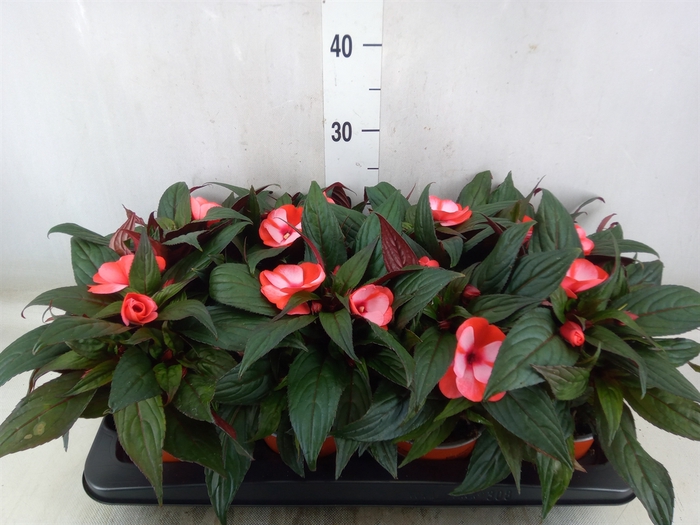 <h4>Impatiens NG 'ColPow Coral Flame'</h4>