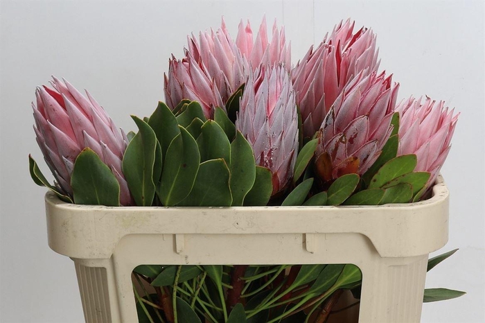 <h4>Protea Cynaroides</h4>