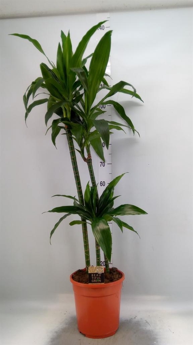 <h4>Dracaena frag. 'Janet Craig'</h4>