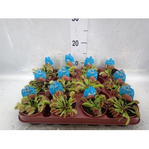 Dionaea muscipula