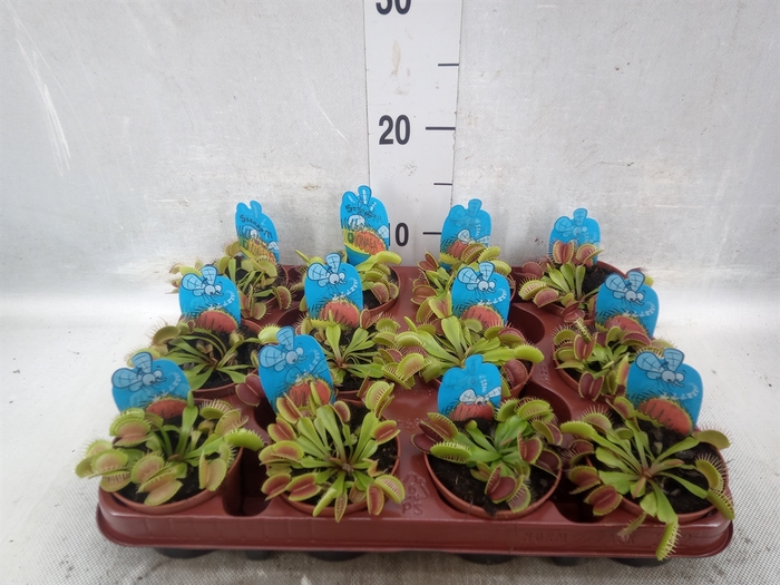 <h4>Dionaea muscipula</h4>