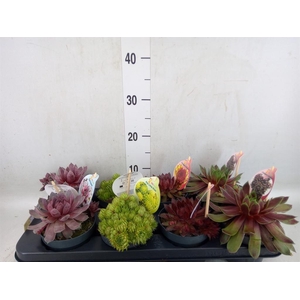 Sempervivum  'ChickCh'   ...mix
