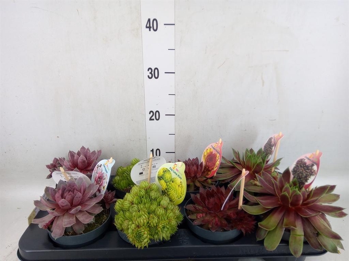 <h4>Sempervivum  'ChickCh'   ...mix</h4>