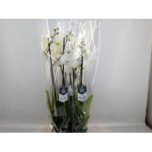 Phalaenopsis  'White World'