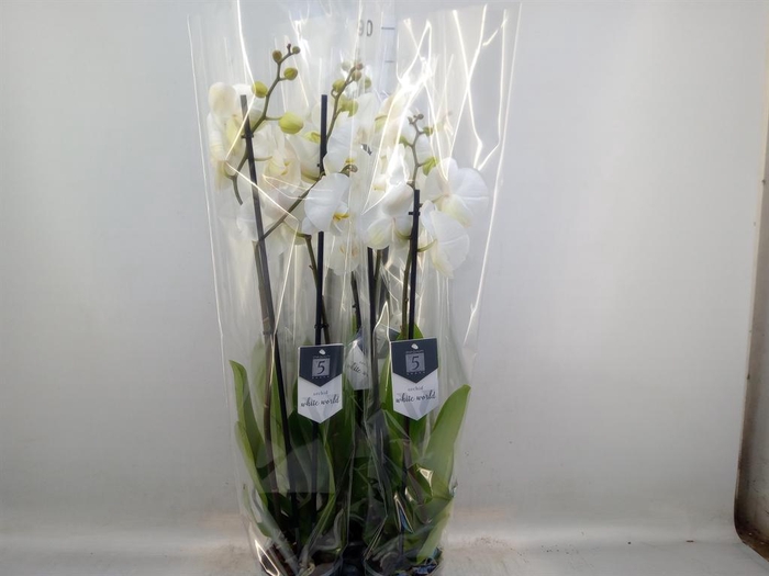 <h4>Phalaenopsis  'White World'</h4>