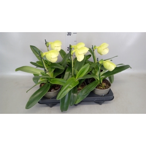 Paphiopedilum american hybride mix