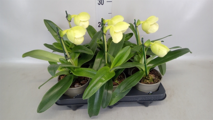 <h4>Paphiopedilum american hybride mix</h4>