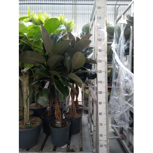 Ficus elastica 'Burgundy'