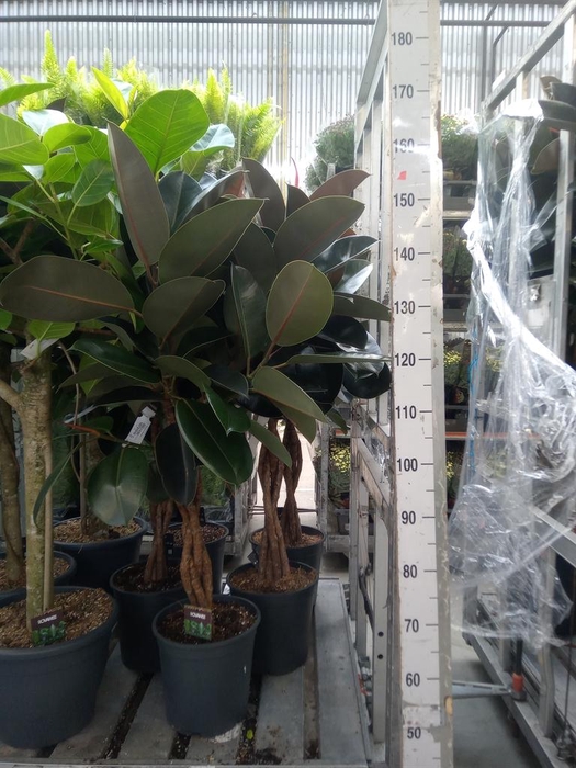 <h4>Ficus elastica 'Burgundy'</h4>