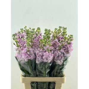 MATTH IRON CHERRY BL