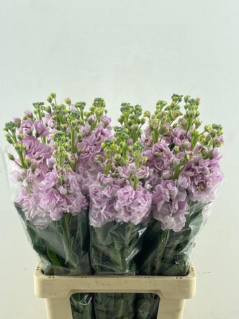 <h4>MATTH IRON CHERRY BL</h4>