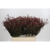 Limonium Scarlet Diamond