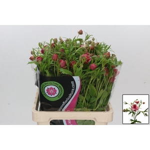 RAN N MODERN ENERGIA