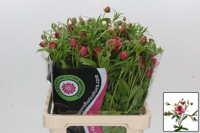 <h4>RAN N MODERN ENERGIA</h4>