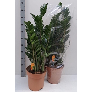 .Zamioculcas zamiifolia