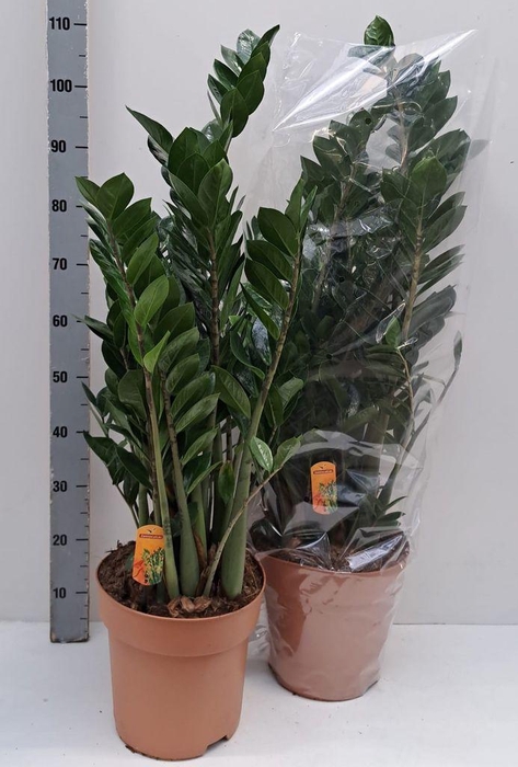 <h4>.Zamioculcas zamiifolia</h4>