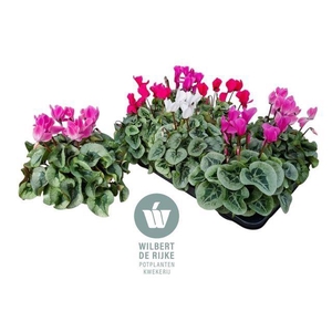Cyclamen MD 'Rembrandt'